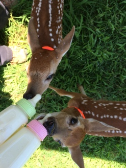 It was easy to feed Emma and Ronnie back when they drank just one bottle each!