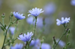 Chicory in Bloom