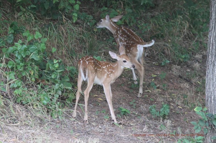 Just at a month of age a doe will bring her fawns out to begin exploring the area. The fawns are six weeks old in these photos.