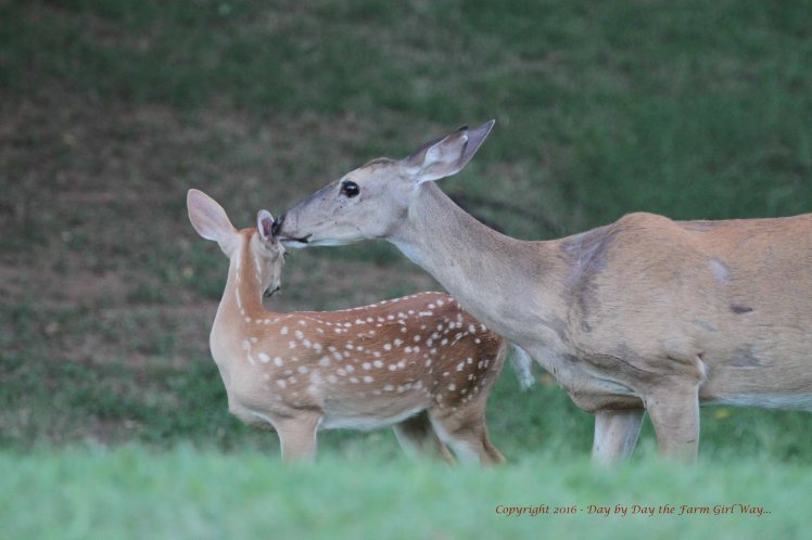 For several days after the loss of her fawn, Daisy hid the remaining fawn in our woodland area while she searched. Daisy has always felt safe in our yard and surrounding area.