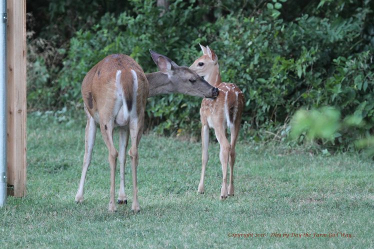 Daisy and Fawn 2016_6723