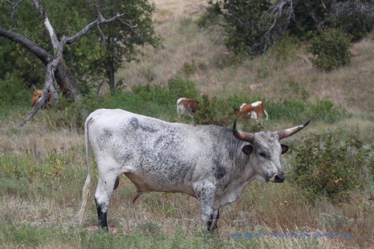 We saw a large herd of longhorn cattle as we meandered our way home on the back roads of the refuge.