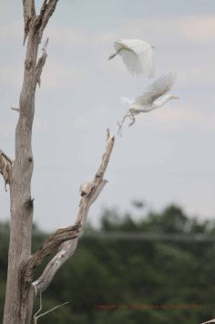 Cattle Egret (Ardea alba)