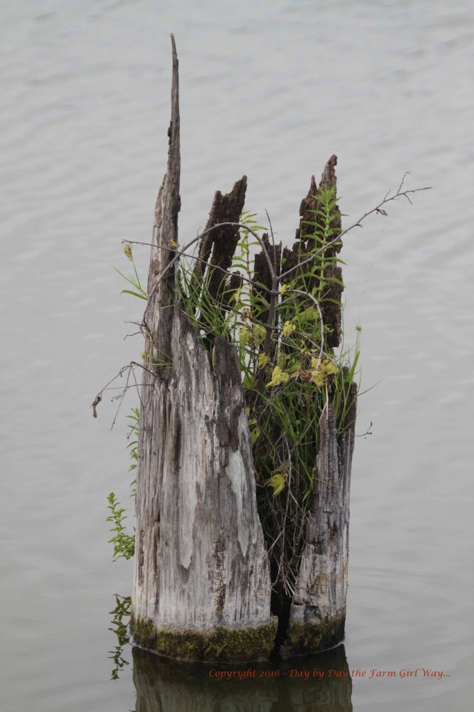 This cedar stump made a lovely oasis of plant life out in the water.
