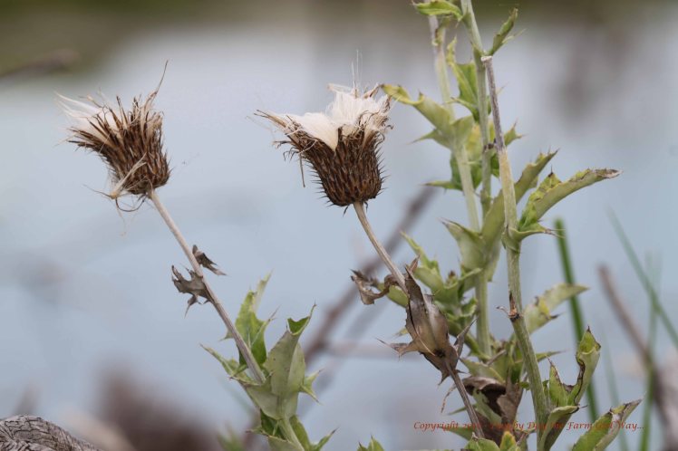 Musk Thistle is an invasive weed in this part of the country. This plant has gone to seed.