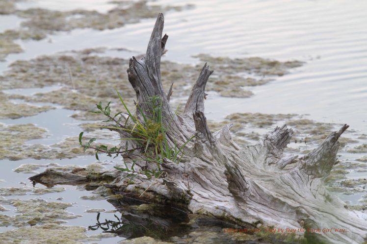 This submerged stump lays on its side, providing habitat for plant life to grow.