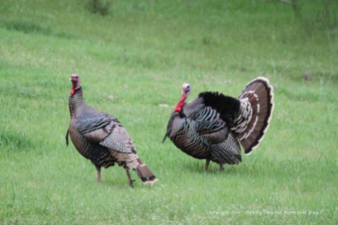 I am able to photograph all sorts of wildlife in the Pecan Orchard. Often in the spring and autumn we hear the calls of turkeys in the pecan orchard from our house.