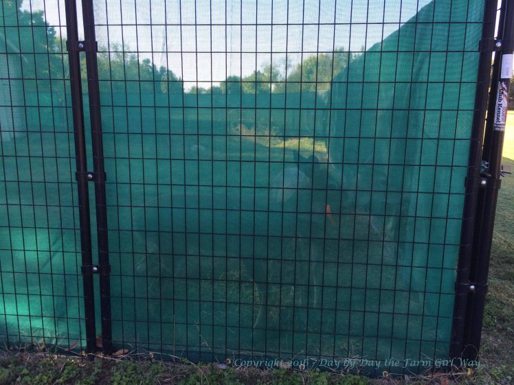 Emma and Ronnie seem calm behind the mesh - now on the inside of the wire fencing.