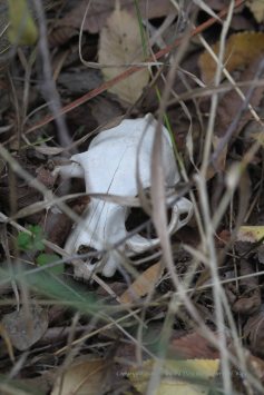 A feral cat skull found just a few feet from the buggy path I take into our woodlands each day. I wonder how many times I passed by it?