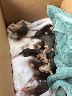 These ten baby opossums are in great shape, thanks to their mother. Apparently the mother opossum was looking for food and ventured to a back yard where a dog killed her. Wildcare of Oklahoma will be raising these little ones until they can manage on their own.