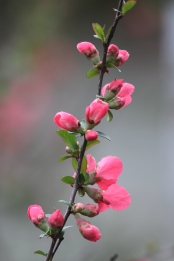 Quince in Spring